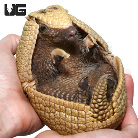 Adorable baby three-banded armadillo curled in a person's hand, showcasing its unique armor and smal.