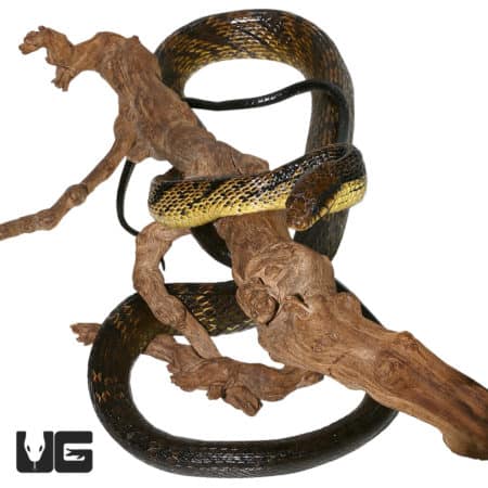 Yellow Bellied Puffing Snake, 7+ ft, coiled on a branch, showcasing its vibrant colors and size.