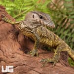 Black Roughneck Monitors For Sale - Underground Reptiles