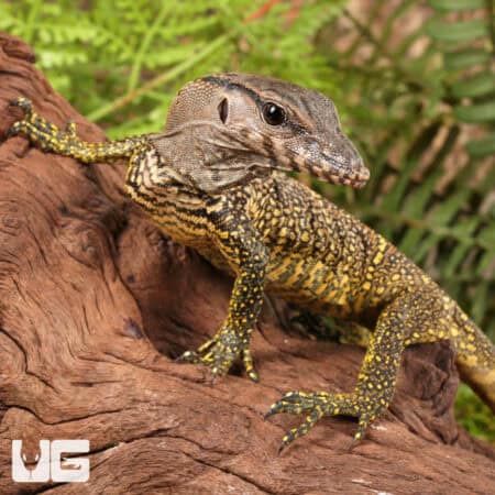 Black Roughneck Monitors For Sale - Underground Reptiles