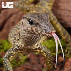 Black Roughneck Monitors For Sale - Underground Reptiles