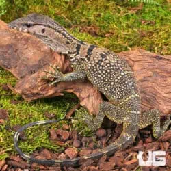 Black Roughneck Monitors For Sale - Underground Reptiles