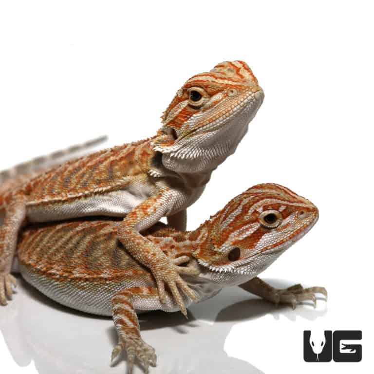 Bearded Dragons For Sale Underground Reptiles