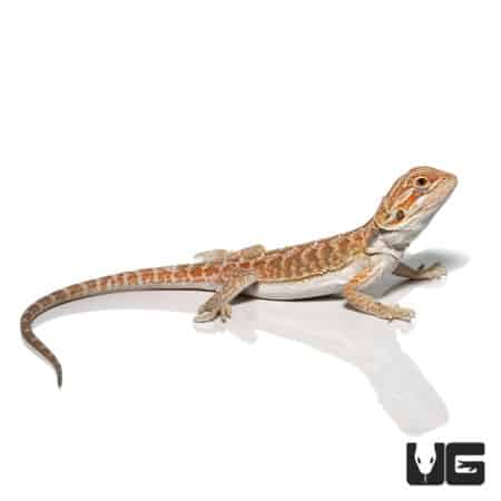Adorable Florida Orange Leatherback Bearded Dragon pair, perfect for reptile enthusiasts and collect.