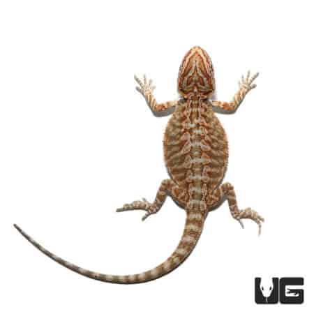 Baby Florida Orange Leatherback Bearded Dragon pair for sale.