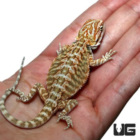 Baby Florida Orange Leatherback Bearded Dragon on hand, showcasing vibrant colors.