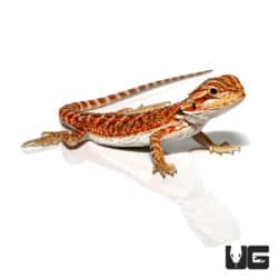 Baby Sunny Side Up Bearded Dragon For sale- Underground reptiles