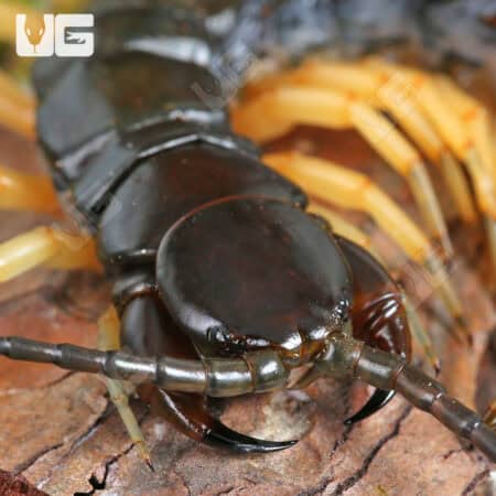 Vietnamese Centipede (Scolopendra dehaani) For Sale - Underground Reptiles