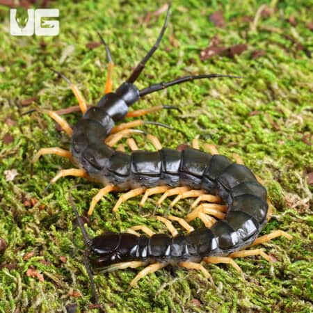 Vietnamese Centipede (Scolopendra dehaani) For Sale - Underground Reptiles