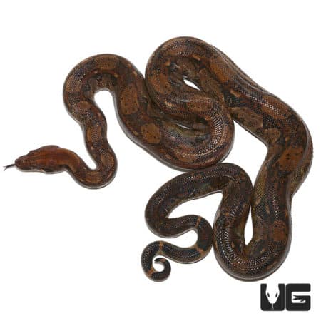Adult Central American Boas (Boa constrictor imperator) For Sale - Underground Reptiles