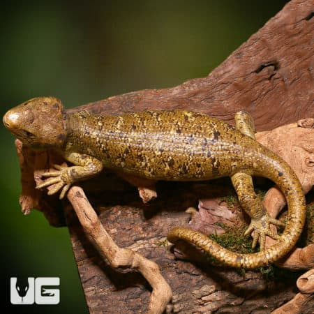 Male Monkey Tail Skink resting on a tree branch.