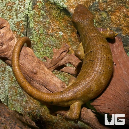 Monkey Tail Skink in natural habitat, showcasing its distinctive tail and coloration.