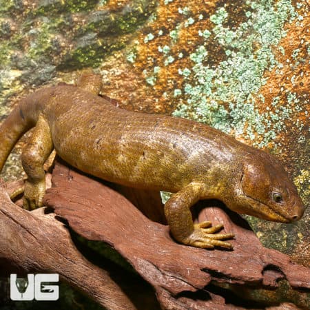 Monkey Tail Skinks (Corucia zebrata) For Sale - Underground Reptiles