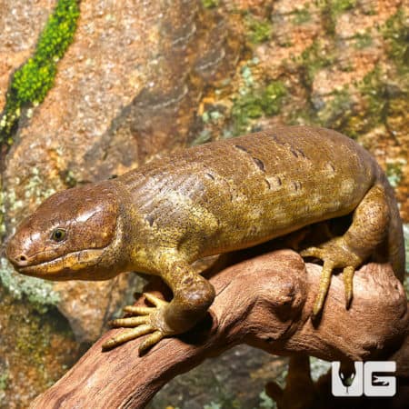 Adult male Monkey Tail Skink resting on a branch in a natural habitat.