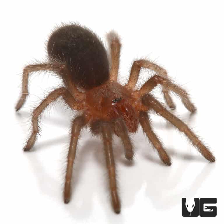 Brazilian Black Tarantula (Grammostola pulchra) For Sale Underground
