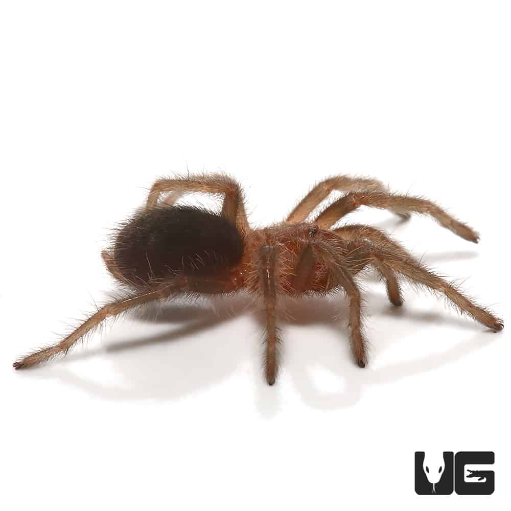 Brazilian Black Tarantula (Grammostola Pulchra) For Sale - Underground ...