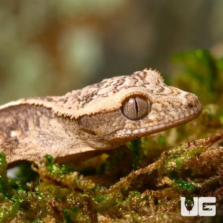 Baby C2 Empty Back Pinstripe Crested Geckos (Correlophus ciliatus) For Sale - Underground Reptiles
