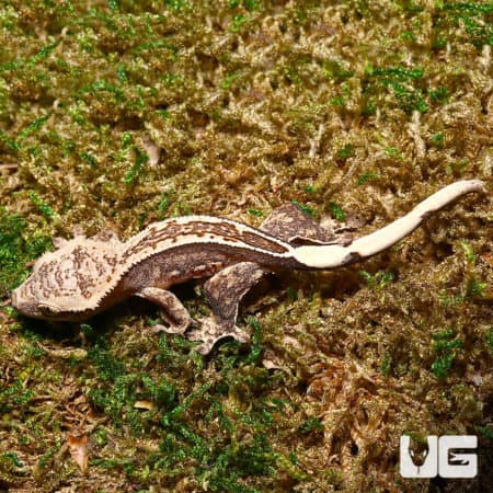 Baby pinstripe crested gecko on mossy ground, showcasing vibrant pattern.