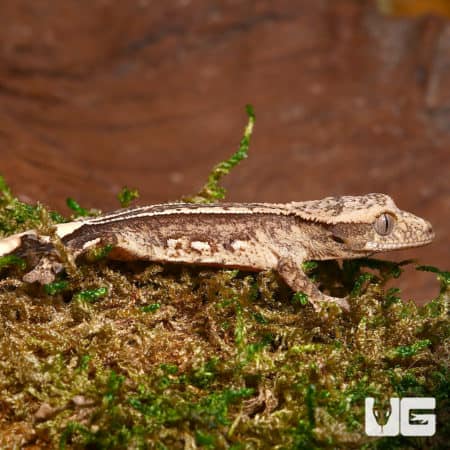 Pinstripe Crested Gecko on mossy surface, showcasing unique pattern.
