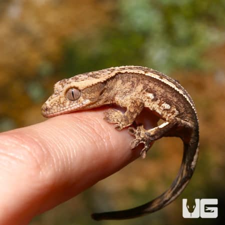 Close-up of a baby pinstripe crested gecko on a finger, showcasing its detailed pattern and colorati.
