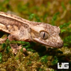 Baby C2 Quadstripe Crested Geckos (Correlophus ciliatus) For Sale - Underground Reptiles