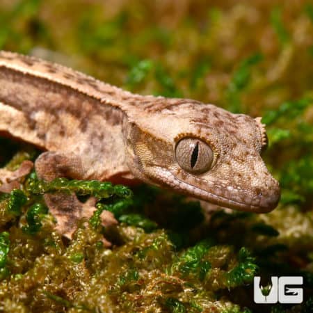 Baby C2 Quadstripe Crested Geckos (Correlophus ciliatus) For Sale - Underground Reptiles