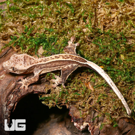 Close-up of a Baby C2 Quadstripe Crested Gecko on mossy branch.