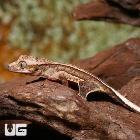 Baby C2 Quadstripe Crested Gecko on natural wood branch.