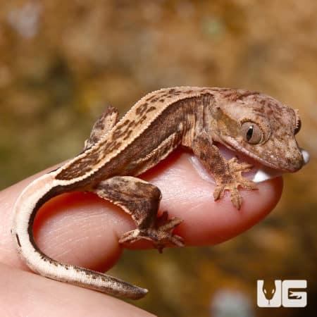 Baby C2 Quadstripe Crested Gecko on a person's finger, showcasing vibrant markings.