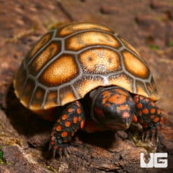 Baby Cherryhead Redfoot Tortoises (Chelonoidis carbonaria) For Sale - Underground Reptiles