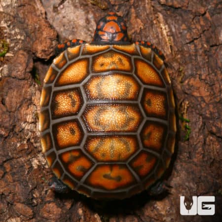 Baby Cherryhead Redfoot Tortoises (Chelonoidis carbonaria) For Sale ...