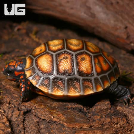 Baby Cherryhead Redfoot Tortoises (Chelonoidis carbonaria) For Sale ...