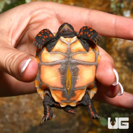 Baby Cherryhead Redfoot Tortoise held in hand, showcasing vibrant colors and unique shell pattern.
