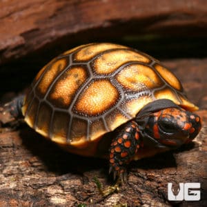 Tortoises For Sale - Underground Reptiles