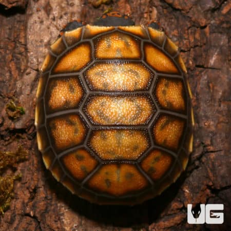 Baby Cherryhead Redfoot Tortoises (Chelonoidis carbonaria) For Sale - Underground Reptiles