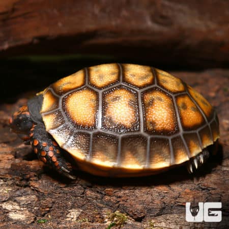 Baby Cherryhead Redfoot Tortoises (Chelonoidis carbonaria) For Sale - Underground Reptiles
