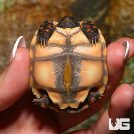 Baby Cherryhead Redfoot Tortoises (Chelonoidis carbonaria) For Sale - Underground Reptiles