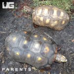 Baby Cherryhead Redfoot Tortoises (Chelonoidis carbonaria) For Sale - Underground Reptiles