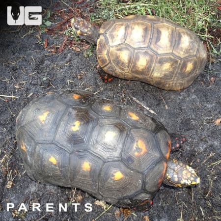 Baby Cherryhead Redfoot Tortoises (Chelonoidis carbonaria) For Sale - Underground Reptiles