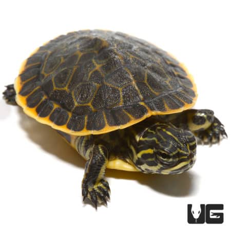 Baby Florida Chicken Turtles (Deirochelys reticularia) For Sale - Underground Reptiles