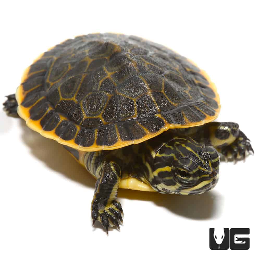 Western Painted Turtles For Sale - Underground Reptiles