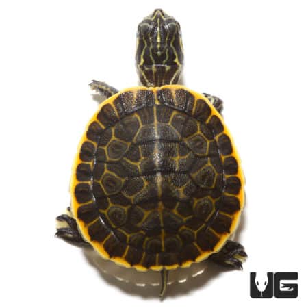 Western Painted Turtles For Sale - Underground Reptiles