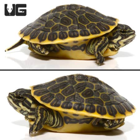 Western Painted Turtles For Sale - Underground Reptiles