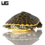 Baby Florida Chicken Turtles (Deirochelys reticularia) For Sale - Underground Reptiles