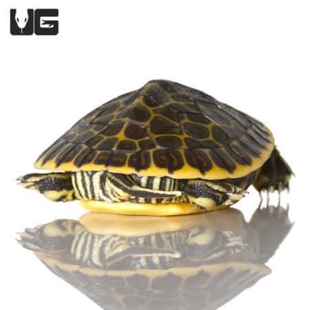 Western Painted Turtles For Sale - Underground Reptiles