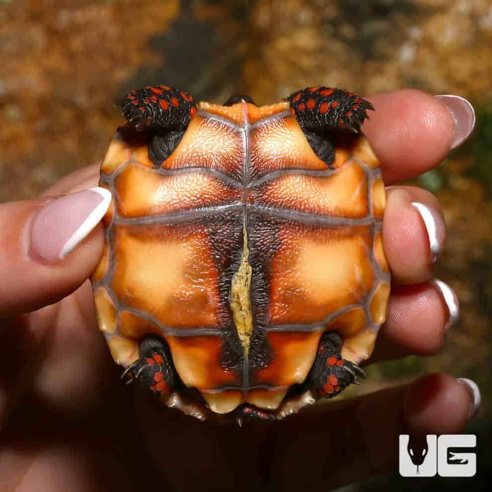 Baby Cherryhead Redfoot Tortoises (Chelonoidis carbonaria) For Sale ...