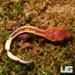 Baby Dark Base Super Stripe Crested Geckos (Correlophus ciliatus) For Sale - Underground Reptiles