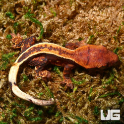 Baby Dark Base Super Stripe Crested Geckos (Correlophus ciliatus) For Sale - Underground Reptiles