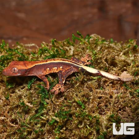 Baby Dark Base Super Stripe Crested Geckos (Correlophus ciliatus) For Sale - Underground Reptiles