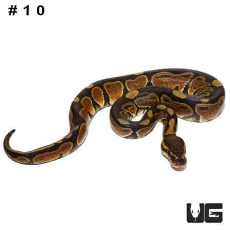 Baby Dinker Ball Python, vibrant patterned snake for reptile enthusiasts.